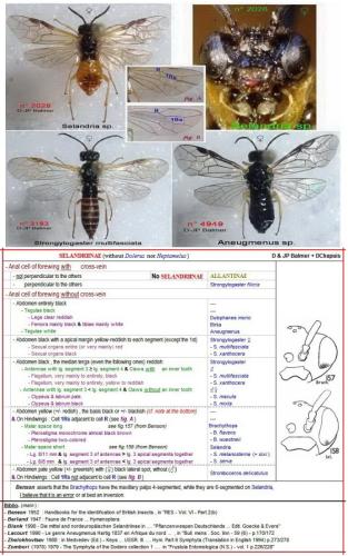 Réf. 359 882 : Selandriinae inconnu